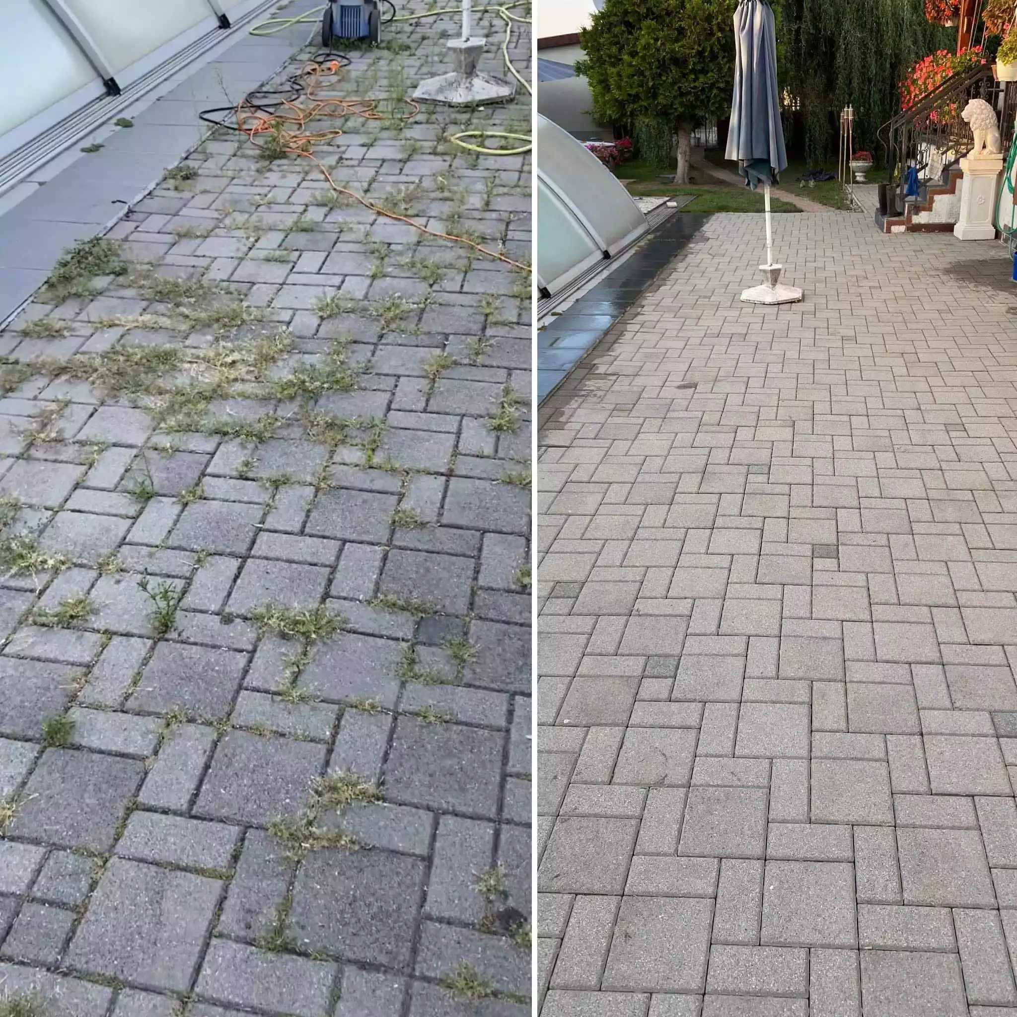 Čistenie zámkovej dlažby pred a po – odstránenie buriny a machu zo škár terasy pri bazéne s dekoratívnou sochou leva a slnečníkom